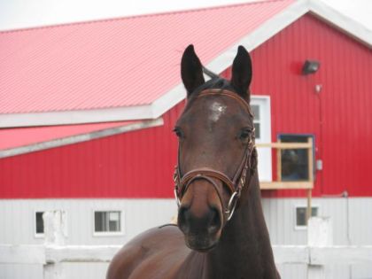 Gelot ; jument Warmblood de 3ans