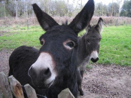 Deux des trois ânes près de chez ma louloute.