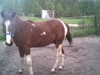 sam, l'ancien cheval de Roger