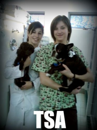 Journée de stage dans une hopital vétérinaire :D