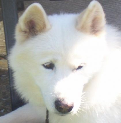 Tête d'un chien samoyen