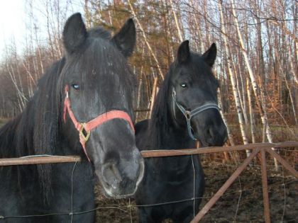 Les grosses filles. Vous avez l'air de des ours noir tellement...