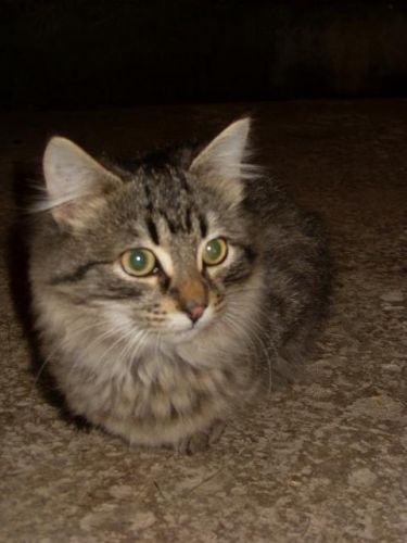 Mon chaton préféré a l'écurie. Il est trop chou!