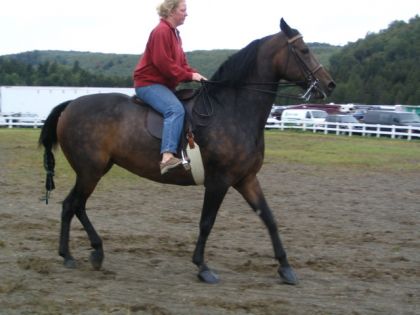 super beau cheval de l'expo a richmond :O