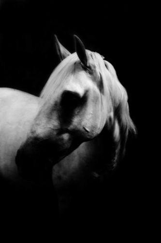Etalon lippizzan, noir-blanc