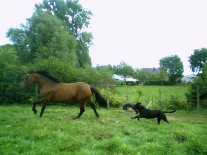 mon chien kenza et ma  jument carola
