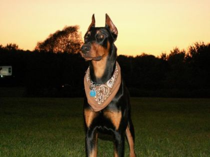 Regardee Loosa! Voici mon Dobermann King , a 1 ans ! Mon ti...