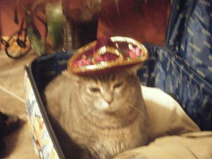 Ma chatte Chatouille dans la valise a ma mere et avec un...