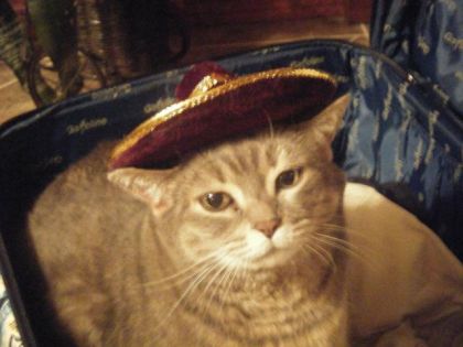 Encore ma chatte dans la valise avec son sombrero