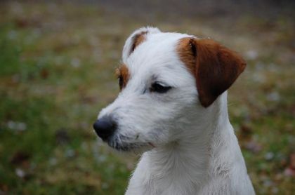 Dixie