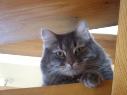 Maya la chatte de ma soeur!