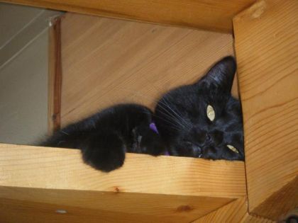 Roxy l'autre chatte de ma soeur! -Qu'on est bien à la maison!