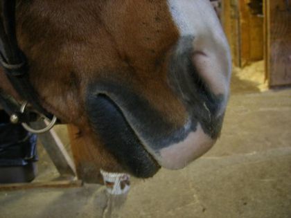 Le nez de Piper un tit poney que j'adore! =3