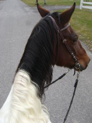 sans selle :)!
