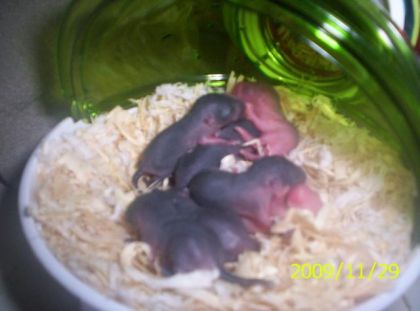 Mes bébé gerbilles !
