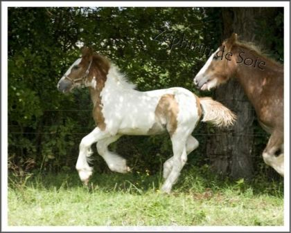 Zephirin de soie , Le p'tit dernier poulain des crins de soie !...
