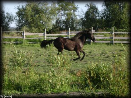 Jument au galop dans un paturage