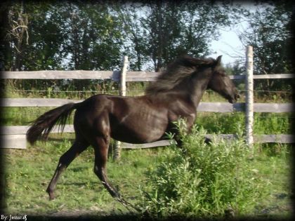Jument au trot dans un paturage