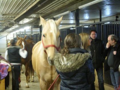 LA journ&eacute;e du cavalier 4      Sarah avec Gogo pour la lnge