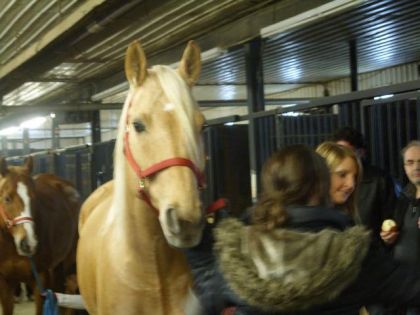 LA journ&eacute;e du cavalier 4      Sarah avec Gogo pour la longe