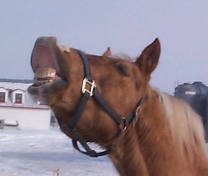 Cheval qui fait un petit sourire