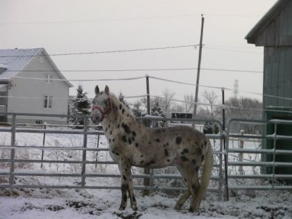 y'a pas tombé assez de neige pour le nettoyer!!  la prochaine...