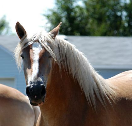 Cheval avec grande crinière blonde