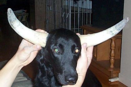 Chien avec des cornes