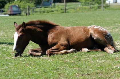 Un cheval appaloosa couché dans l'herbe
