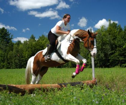 cheval paint et cavalière en pratique de saut d'obstacle