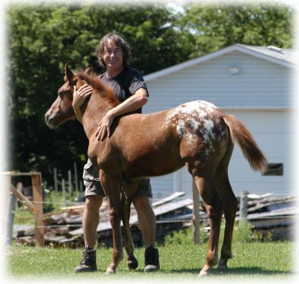 Une homme et une petit poulain appaloosa