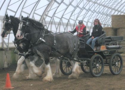 Moi qui conduisait les chevaux Clydesdales de Daniel Gingras, En...