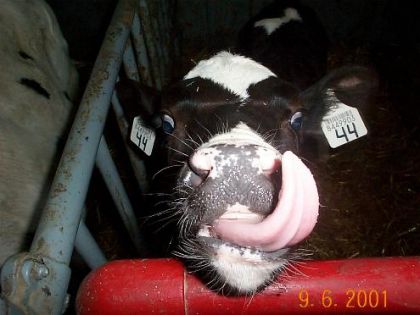 Une vache se lèche le nez