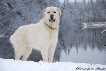 Tu porte bien ton nom mon gros , SnowBall 