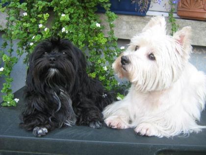 Mon chien (en blanc) et le chien de mon père (le noir)....