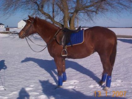 Cheval avec un kit bleu
