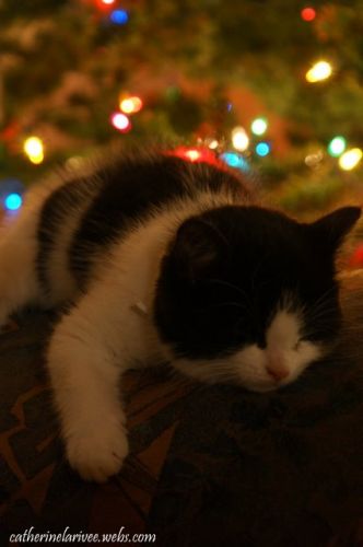 Mon chaton qui dort devant notre sapin de noël, ça fait quelques...