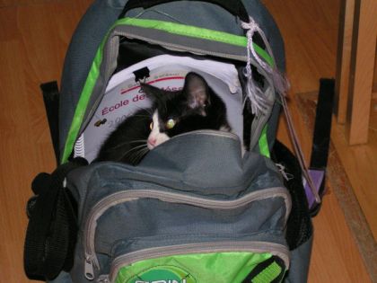 Chat dans le sac d'école