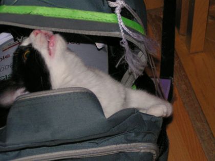 Un chat fait un drole d'air