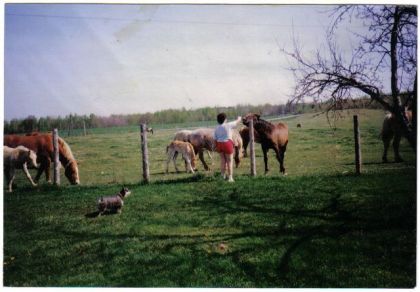 voila une pik des chevaus ki avait deriere ché ma grand-mere :)...