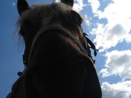 Photo de l'été passé ^^ il est chou :)