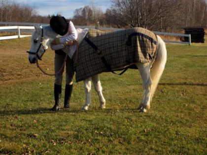 ilu pony (L) 