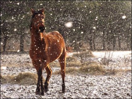 Le deuxieme hiver a tango :)