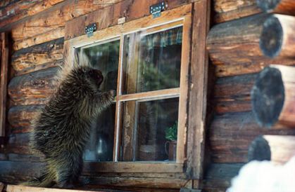 Un porc épic grimpe sur une maison