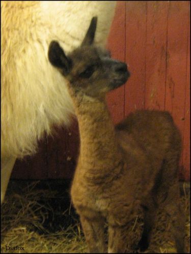 Un petit nouveau à nos écuries... Bien oui un bébé Lamas ;0)