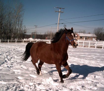 Cheval bai