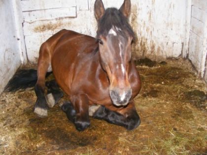 Un cheval bai couché dans son stalle