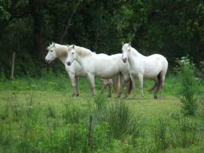 Les chevaux camargues du marais de Kellen, en Bretagne.