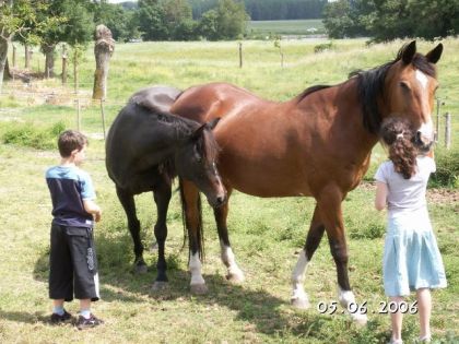 Voici Princesse et Piti Pampa, mes 2 juments à la retraite. Piti...