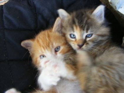 Deux chatons